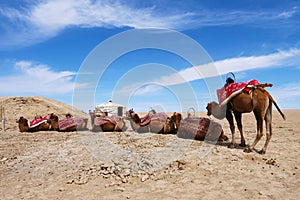 Landscape view of Dachaidan Wusute Water Yadan Geological park and camel in Qinghai China