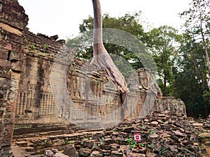 Landscape view of demolished stone architecture and aerial tree root at Preah Khan temple Angkor Wat complex, Siem Reap Cambodia.