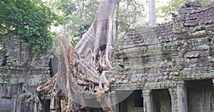 Landscape view of demolished stone architecture and aerial tree root at Preah Khan temple Angkor Wat complex, Siem Reap Cambodia.