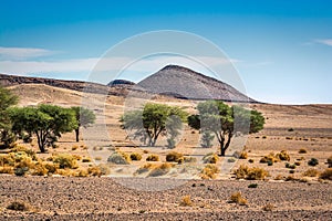 Landscape view in desert with mountains and trees in Morocco