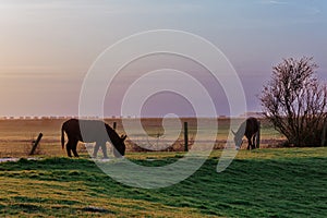 A landscape view of donkeys grazing at sunset