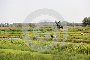 Landscape view of farm field with sheeps and windmill, Zaanse Schans, Netherlands.