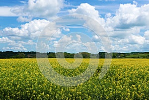 Landscape view of flowers