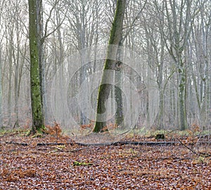 Landscape view of fog or mist in beech tree forest during early morning in remote nature conservation woods or