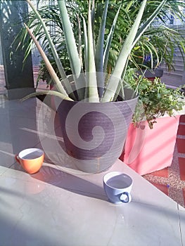 Landscape view forest