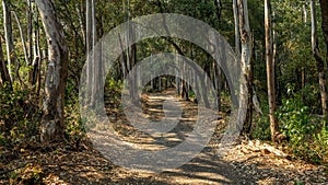 A landscape view of forest trails winding through tall eucalyptus trees.