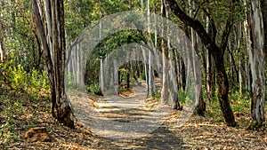 A landscape view of forest trails winding through tall eucalyptus trees.