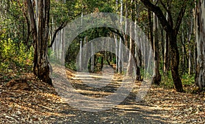 A landscape view of forest trails winding through tall eucalyptus trees.