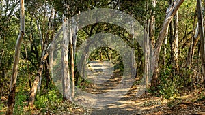 A landscape view of forest trails winding through tall eucalyptus trees.