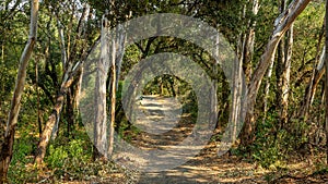 A landscape view of forest trails winding through tall eucalyptus trees.