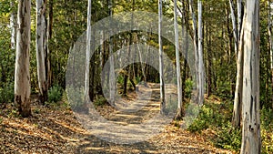 A landscape view of forest trails winding through tall eucalyptus trees.