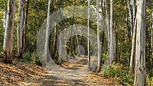 A landscape view of forest trails winding through tall eucalyptus trees.