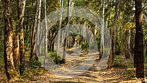 A landscape view of forest trails winding through tall eucalyptus trees.