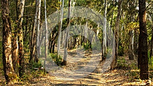 A landscape view of forest trails winding through tall eucalyptus trees.