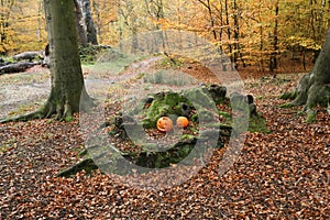 A landscape view of a forest in the UK in Autumn with two carved pumpkins places amongst the roots of the trees.