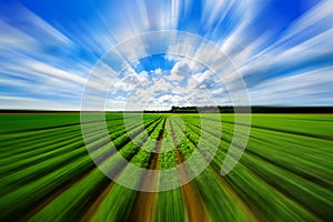 Agriculture vegetable field with motion blur