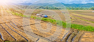 Landscape view of a freshly growing agriculture vegetable