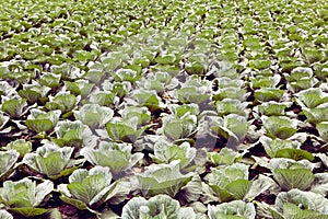 Landscape view of a freshly growing cabbage field.