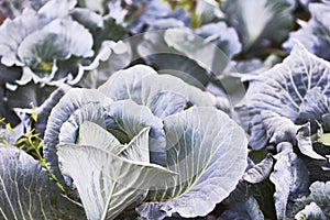 Landscape view of a freshly growing cabbage field.
