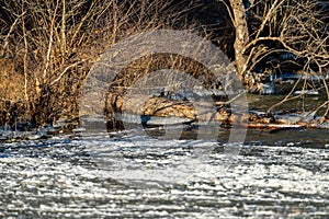 Landscape view with a frozen river and sunlit tree trunks around, blurred background