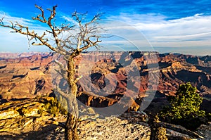 Landscape view of Grand canyon with dry tree in foreground