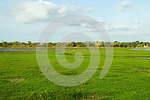 Landscape view of grass and blue sky background.