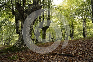 landscape view of a green forest in Urkiola Natural Park in the Basque Country, Spain