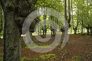 landscape view of a green forest in Urkiola Natural Park in the Basque Country, Spain