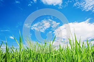 Landscape view of green grass with blue sky and clouds background.