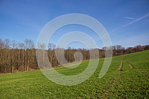 Landscape view of green grass field with blue skybackground