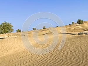 Landscape view of green trees growing on sand dunes under blue sky