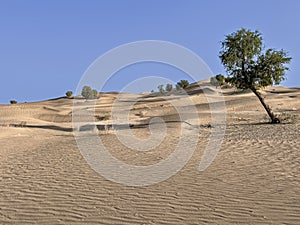 Landscape view of green trees growing on sand dunes under blue sky