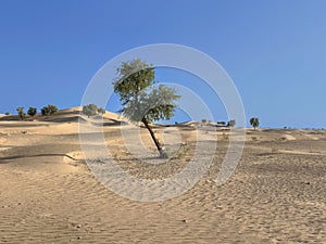 Landscape view of green trees growing on sand dunes under blue sky