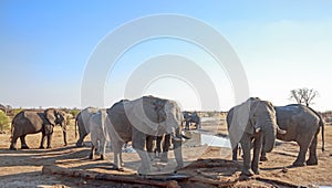 Landscape view of a herd of elephants relxing next to a waterhole in Hwange National Park, Zimbabwe