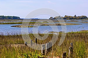 Landscape view of inland wet lands near Charleston, South Carolina, USA photo