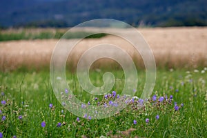 Landscape view from Iron mountains - Zelezne hory, Czech Republic