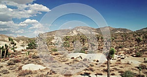 Landscape view of Joshua Tree National Park with Yucca and Joshua Tree. Desert view, cholla cactus garden.