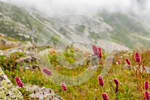 Landscape view of Kackar Mountains in Rize, Turkey.