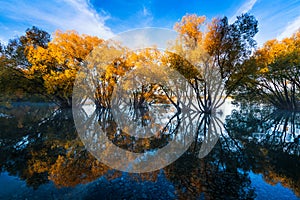 The Scene of the Autumn of Lake Tekapo photo