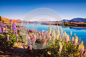 Landscape view of Lake Tekapo and flowers in dreamy style