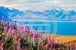 Landscape view of Lake Tekapo, flowers and mountains, New Zealand