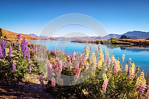 Landscape view of Lake Tekapo, mountains and lupin flowers