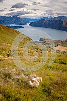 Landscape view of Lake Wanaka, mountains and sheep, NZ