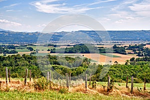 The landscape view of large farm land with lush green plants. Scenic view of sustainable agriculture and nature with a