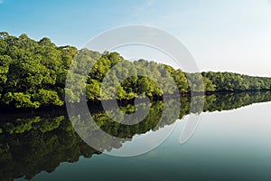 Landscape view, The large Mangrove forest in Thailand a