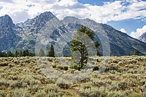 Landscape view of a lodgepole pine standing in a field of sagebrush photo
