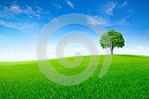 Landscape view of Lonely large tree on green meadow