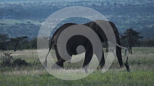 Landscape view of a male elephant walking through the Kenyan savannah,