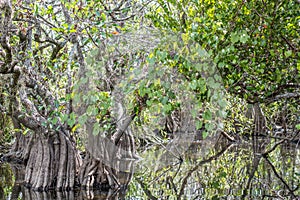 Landscape view of the mangroves in Everglades National Park in Florida