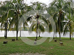 Landscape view of many coconut trees at the lakeside Anjung Floria Presint 4 Putrajaya. Nature and environmental concepts
